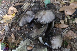 coprinus atramentarius (1000 x 750).jpg_product_product_product_product_product